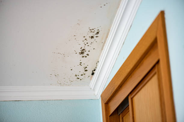 Best Certified Mold Removal  in Chesilhurst, NJ