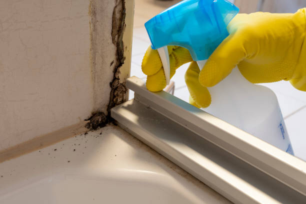 Best Office Mold Removal Services  in Chesilhurst, NJ