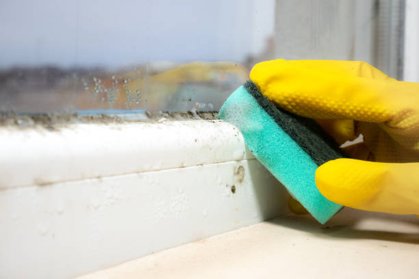 Best Attic Mold Removal  in Chesilhurst, NJ